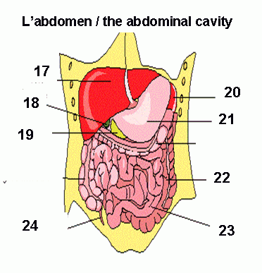 organs & human body