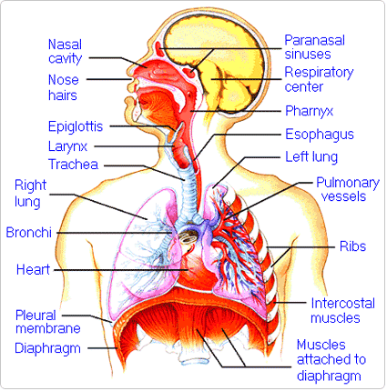 Planche anatomique appareil respiratoire